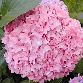 Large pink hydrangea flowers