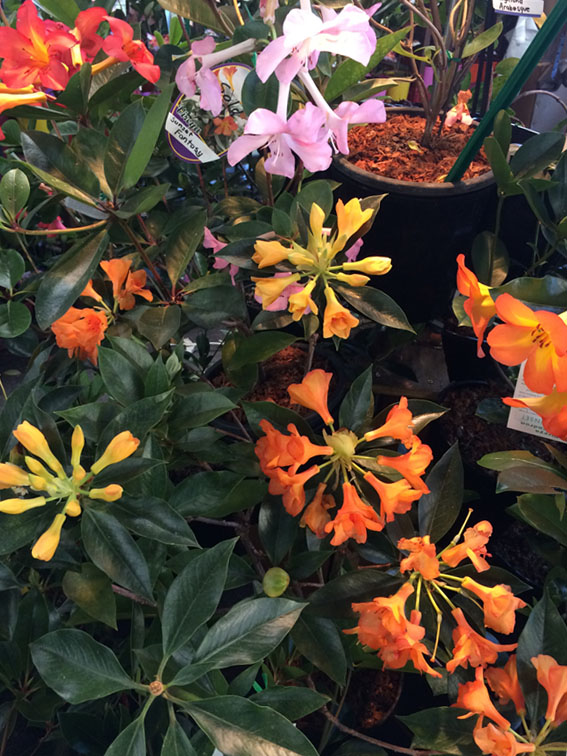 Colourful vireya rhododendrons are easy to grow in warm climates