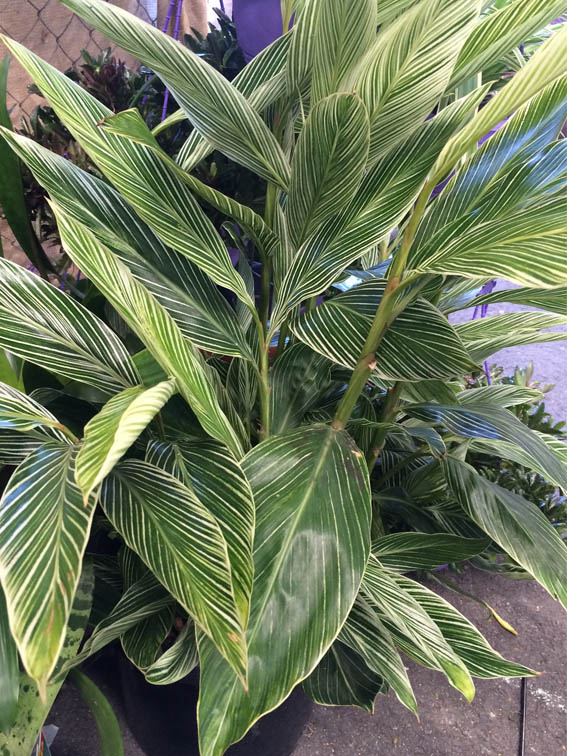 A lovely variegated ornamental ginger (Alpinia formosana)