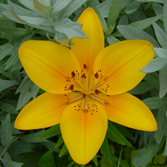 Yellow asiatic lilium