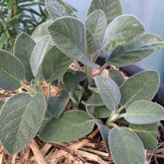 Common sage