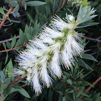 The less common white bottlebrush