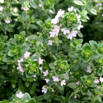 Thyme in flower