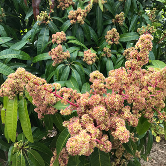 Mango flowers