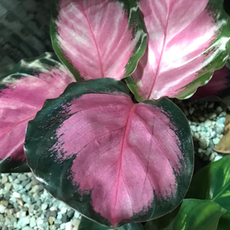 Calathea 'Rosy'