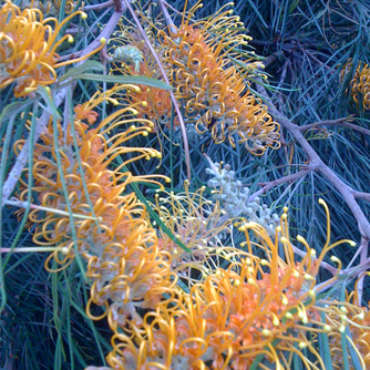 Grevillea "Honey Gem"