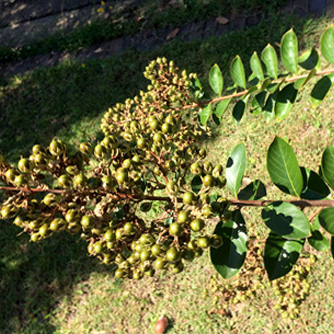 Prune off spent flower heads