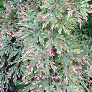 Japanese maple with leaf burn