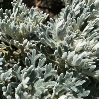 Amazing silvery foliage of the flannel flower plant