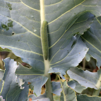 Watch out for the white cabbage butterfly caterpillar