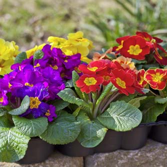 Large polyanthus seedlings already in full flower