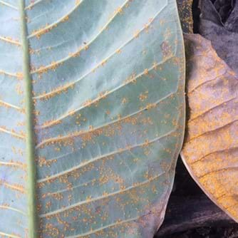 Badly infected leaf showing the distinct rust pustules on the leaf underside