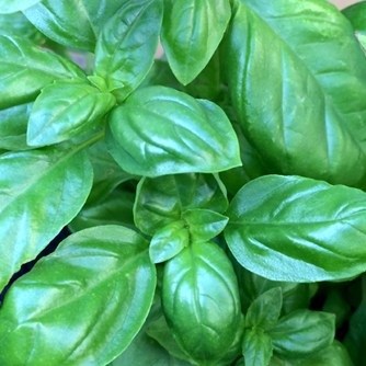 Sweet basil leaves