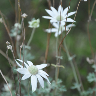 Remove spent flower stalks to encourage more flowers