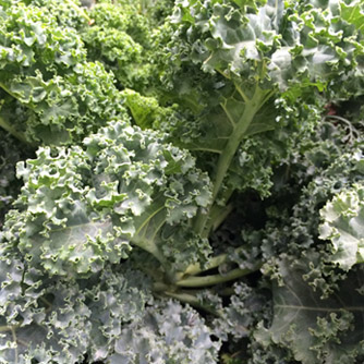 Blue Curl Scotch kale