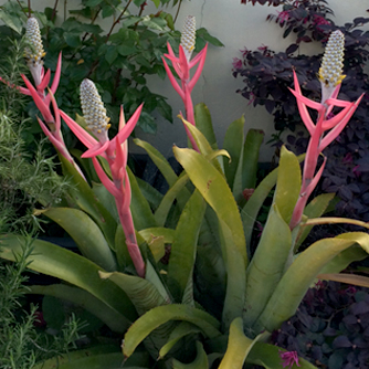 Large growing Aechmea maculata in flower