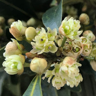 Bay tree flowers