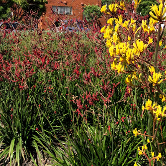 Bed of kangaroo paws in flower