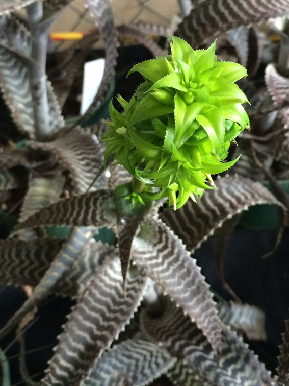 Just loved the lime green new growth on this unusual bromeliad