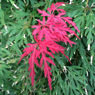 The "Orangeola" cultivar is unusual with its brightly coloured new foliage