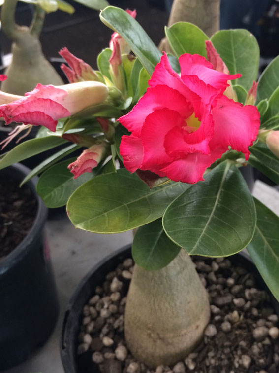 The desert rose (Adenium) produces knockout flowers