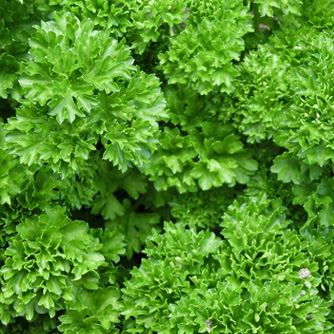 Curly leaf parsley