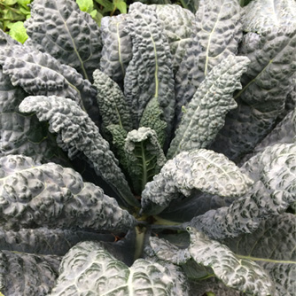 Black Tuscan kale