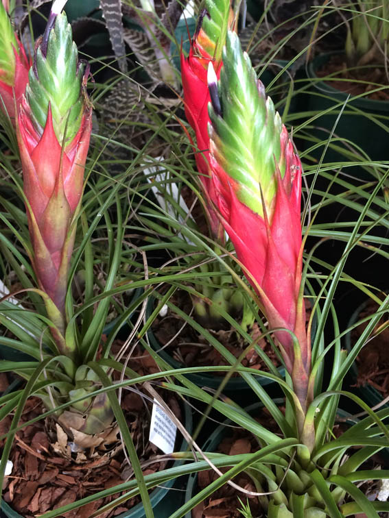 More cool bromeliads!