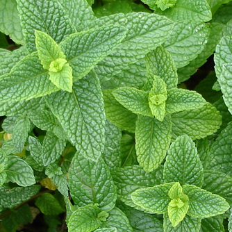 Common mint