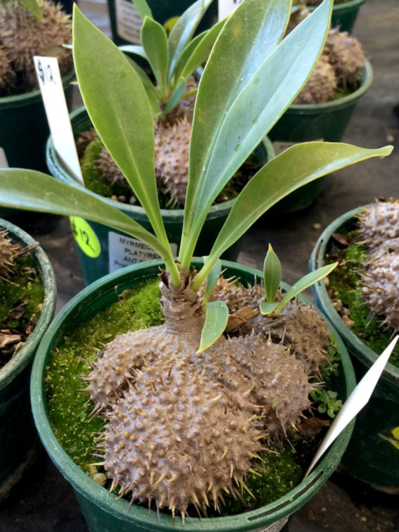 The unusual ant plant (Myrmecodia platyrea) where ants build a nest in the swollen base