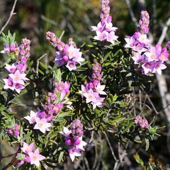 Pepper and salt (Philotheca spicata)