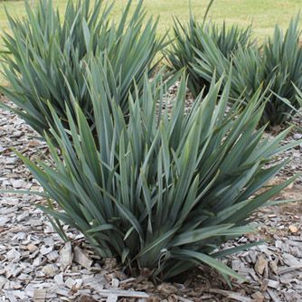 Dianella 'Clarity Blue' with its lovely grey foliage