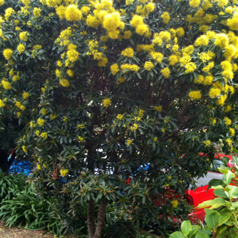 Golden penda in full flower