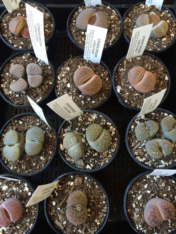 Living stones (Lithops) are unusual succulents