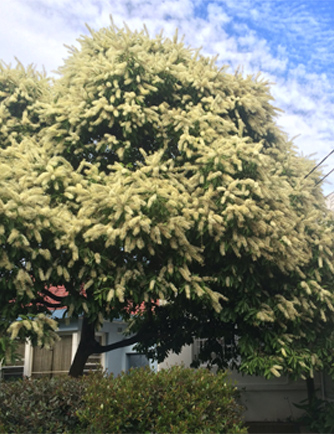 Ivory curl tree in full flower