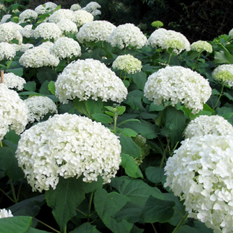 White hydrangea flowers