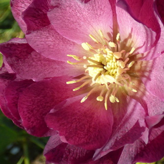 Burgundy hellebore flower