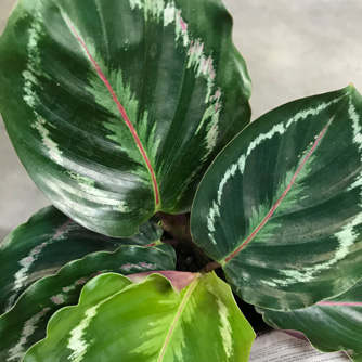 Calathea roseopicta 'Medallion'