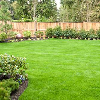 Lush healthy lawn