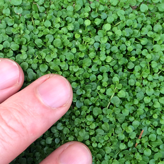 The tiny Corsican mint (Mentha requienii) makes a fragrant groundcover in moist areas