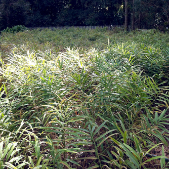 Andrew's ginger crop getting close to harvest time