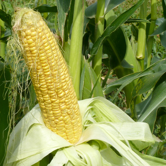 Nothing beats freshly picked corn from the garden