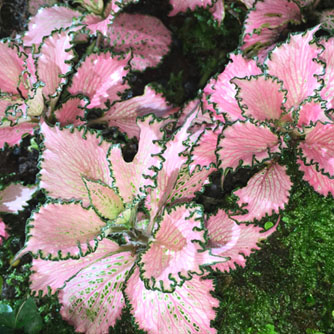 The beautiful pink fittonia