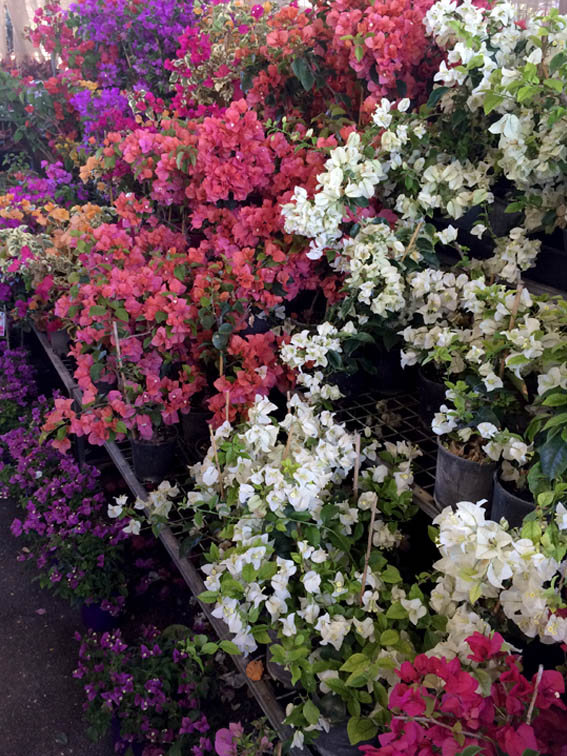 It was impossible to miss this display of bougainvilleas