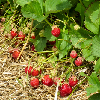 Strawberries kept clean by mulch