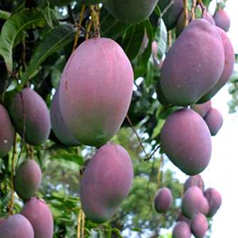 'Irwin' mango