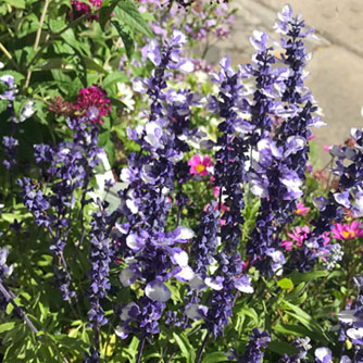 Two-toned Salvia farinacea