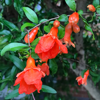 Vibrant pomegranate flowers