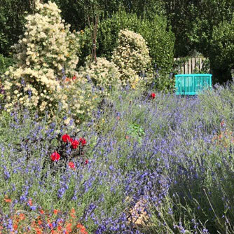 A lovely mass planting of Salvia azurea