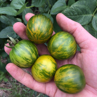 Green zebra tomatoes ready to eat